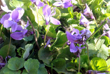 März-Veilchen (Viola odorata)