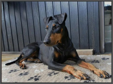 Manchester Terrier von Barkelsby