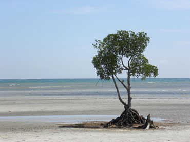 Baum am Strand