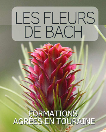formation fleur de bach en france avec elodie fortat - annuaire des therapeutes en region centre - via energetica