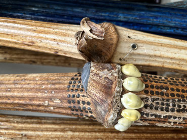 Elke berenklauwstengel heeft vanzichzelf een zacht beige kleur, met om de halve meter een bladoksel, deze is versierd met kauries en verfstippels en een mossel schelpje.