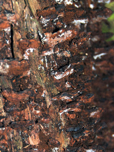 Strange russet-coloured fungal growth on a tree trunk on the way to Ackers Point, Stewart Island.