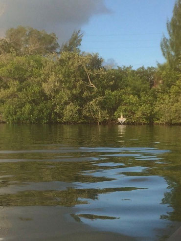 viewing a Great Blue Heron on the edge of mangroves from a four