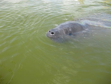A manatee nose and head out of the water near the boat.