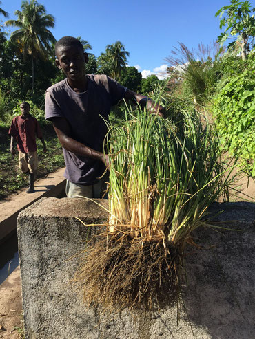 Picture of Vetiver plant from Haïti from texarome.com