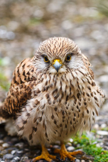 Junger Turmfalke. Foto: Löffler