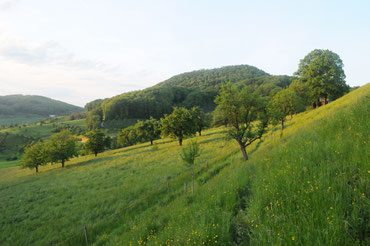 Obstgarten