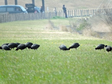 木曽川河川の堤に餌さを求めて！「オオバン」の群れ