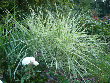 Miscanthus sinensis variegatus 