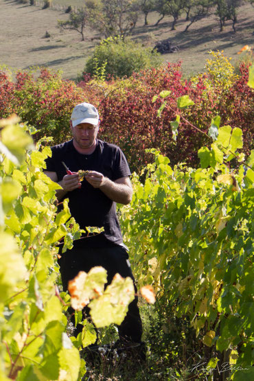 Vins des côtes de Toul, Jan Tailler, Vins Naturels nature, Domgermain Bulligny Charmes la Côte, Bruley, Blenod les Toul, Vigneron, Lorraine, Vinification, Vigneron, vendange, vergers, mirabelle, vigne