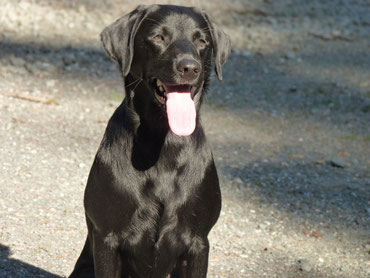 Glenbriar Cassie-Polly 24-03-2012