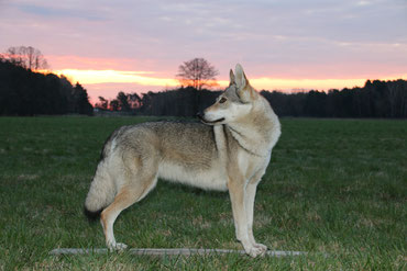 Wolfshund vor dem Sonnenaufgang