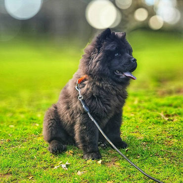 Simba, Chow Chow 