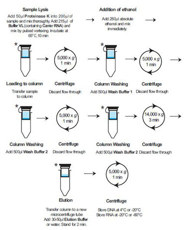 Purifiaction of viral DNA and RNA, Isolierung viraler DNA und RNA