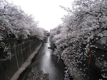 久保田橋より下流を望む  ４月１日  大塚和比古