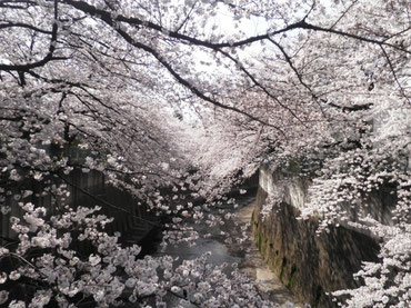 金沢橋より下流を望む  ４月１日  大塚和比古