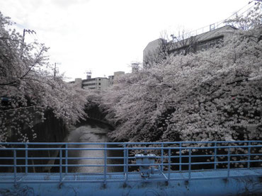中根橋より下流を望む  ４月１日  大塚和比古