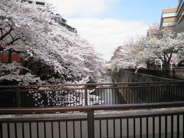 加賀学園橋から上流を望む