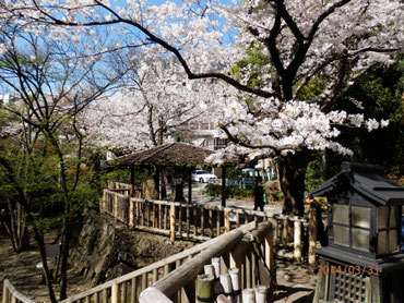北区音無親水公園  舟串橋より  ３月３１日