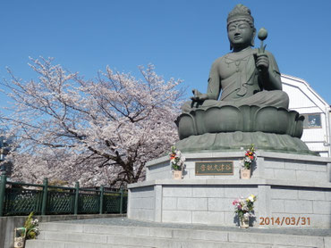 北区谷津大観音と桜  ３月３１日  馬耳南風