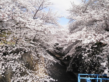 板橋区・金沢橋より上流を望む