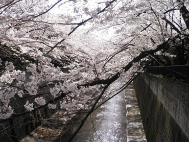 加賀橋から下流を望む  ４月１日  大塚和比古