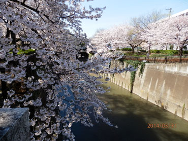 北区滝野川橋より上流を望む  ３月３１日  馬耳南風