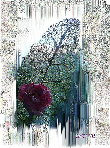 eine Rose ist eine Rose ist eine Rose....