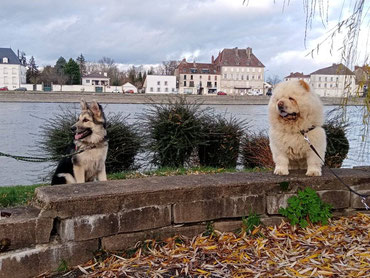 chow chow gray berger allemand éducation canine clicker training