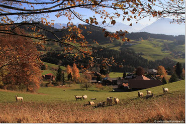 Goldiwil - Heiligenschwendi - Ringoldswil - 09.11.2011