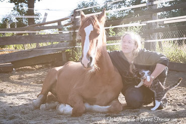 Waldfriesen.de || Forest-friesian.com