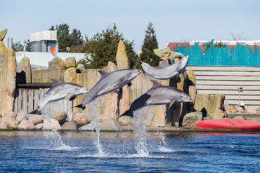 Dolfinarium korting dolfijnen