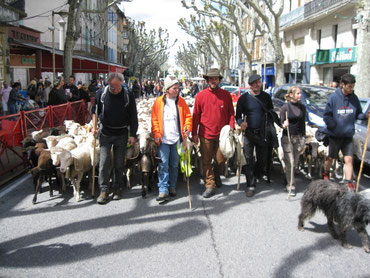 Endspurt der Schafswanderung, Alpes de Hautes Provence