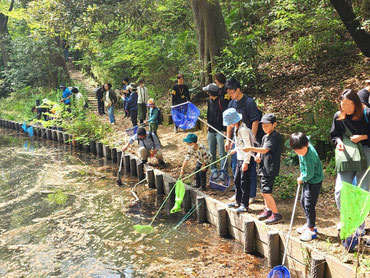 タモ網が配られ、池の中を捜索開始