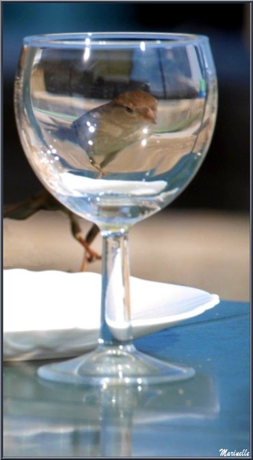 Moineau dans un verre 