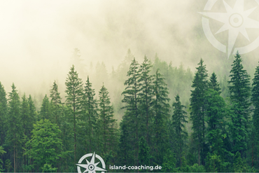 Nadelwald mit Nebel: In Nadelwäldern ist die Konzentration von Terpenen besonders hoch, was gut für das Waldbaden ist