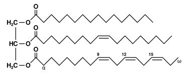 Structure of triglyceride (example)