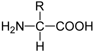 Amino Acid Structure