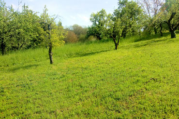 Foto: privat - J.Ley (Streuobstwiese Grundstück gemäht und ungemäht)