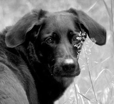 Ruhe in Frieden, Du bleibst für immer in meinem Herzen, mein geliebtes Hundemädchen <3
