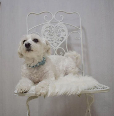 Hundefriseur Brunnenstrasse 11 71069 Sindelfingen Goezde