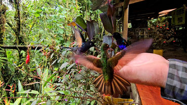 Vogelbeobachtung in Mindo