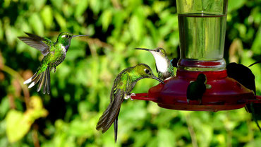 Mindo und ihre Kolibris