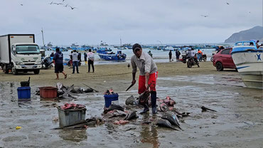 Die Fischer in Puerto Lopez