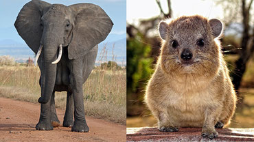 L'Hyrax di roccia è in effetti il ​​parente più stretto dell'elefante