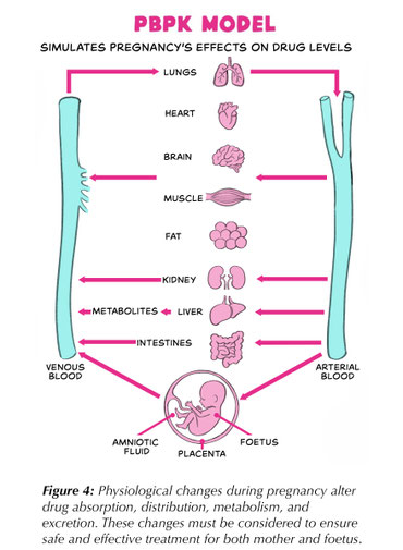 Figure 1. Physiological changes during pregnancy alter drug absorption, distribution, metabolism, and excretion. These changes must be considered to ensure safe and effective treatment for both mother and foetus.