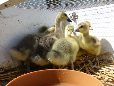 Die kleinen Gänseküken im Kükenheim Marke Eigenbau