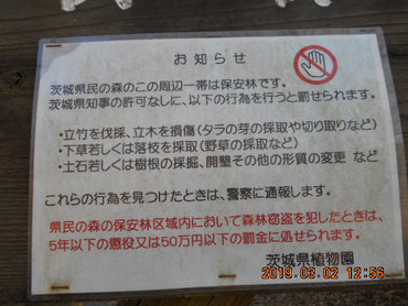 森林窃盗罪と自然享受権…日本では、タラの芽を採るのは犯罪です