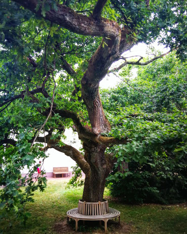 Der Baum im Zentrum der Akademie Gesundes Leben, bei der ich gelernt habe, wie ich Kurse für Glück, Zufriedenheit und Wohlbefinden gebe.