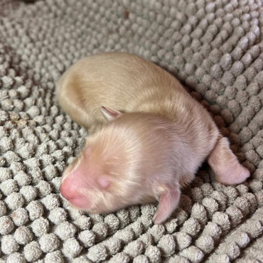 Amerikanischer Dackel Welpen